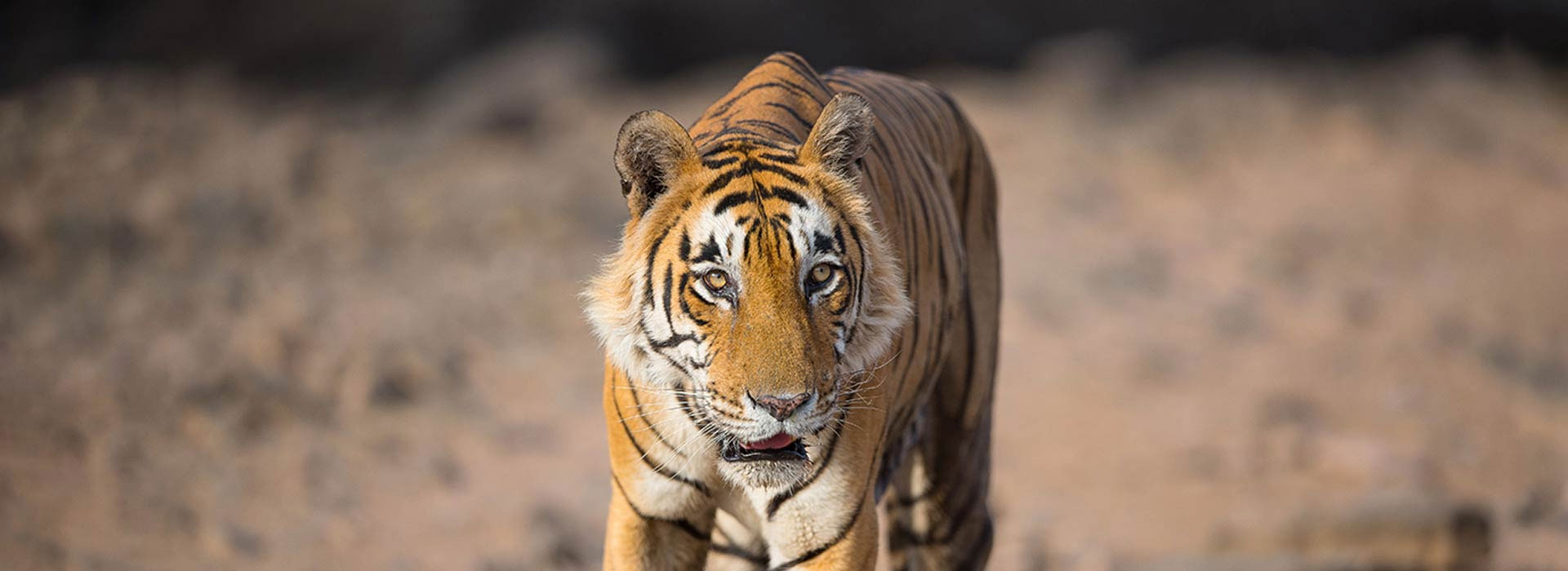 Golden Triangle India safari tour